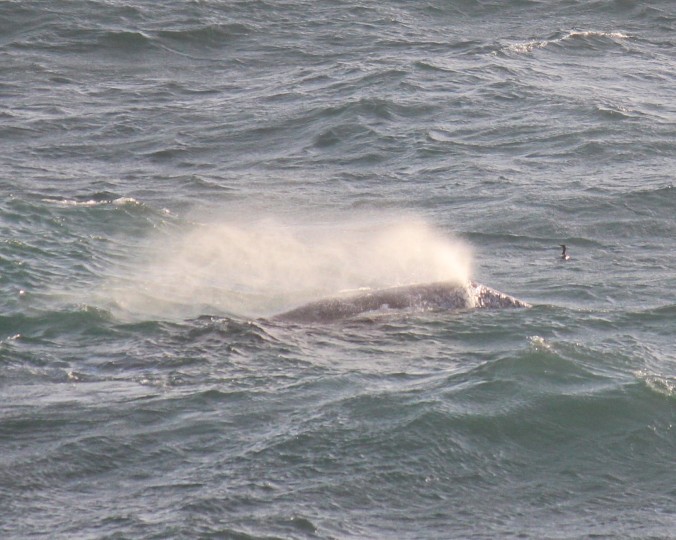Gusty winds and rough waves do not slow down this gray whale