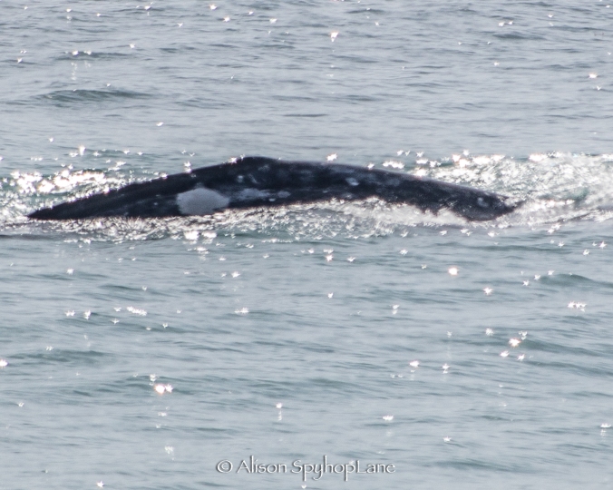 2018-03-18-gray-whales-ID-pt-dume-7730